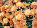 Mums in Full Glory