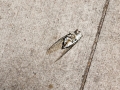 Cicadas